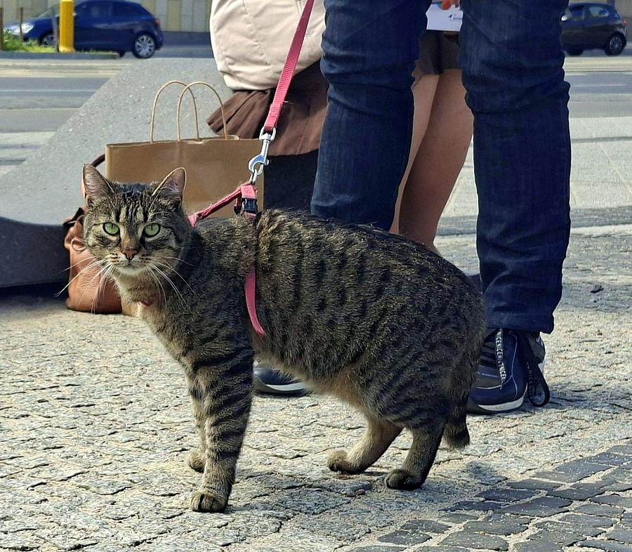 Kotek z manifestacji
