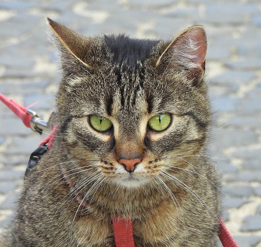 Portret kotka