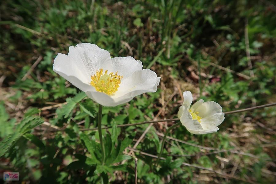 Zawilce wielkokwiatowe