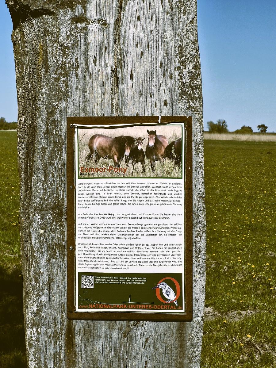 Kuce Exmoor