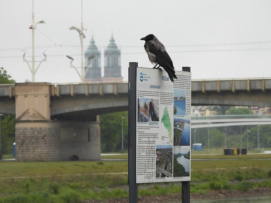 Wrona pilnuje Poznania