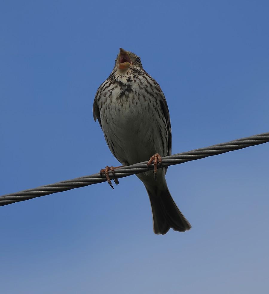 Potrzeszcz koncertuje