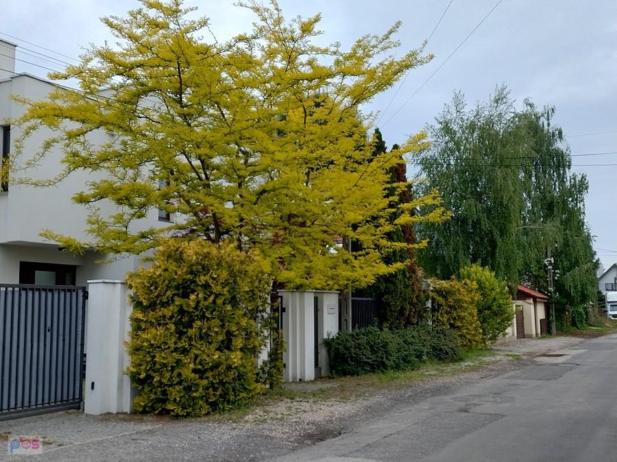 Drzewko w ciekawym kolorze