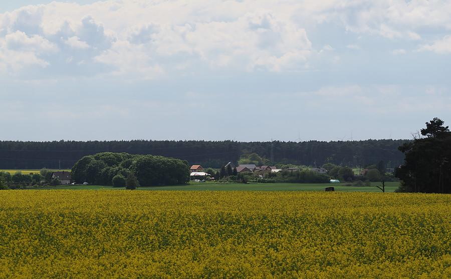 Rzepakowy widok na Starków