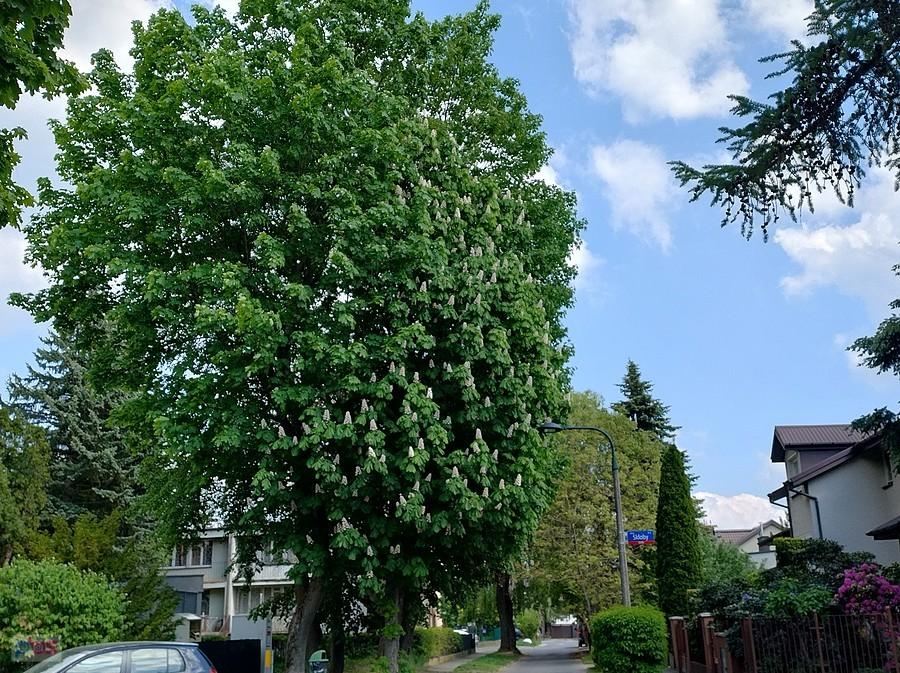 Kwitnące drzewo przy ulicy