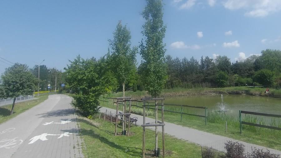Staw w Borzęcinie