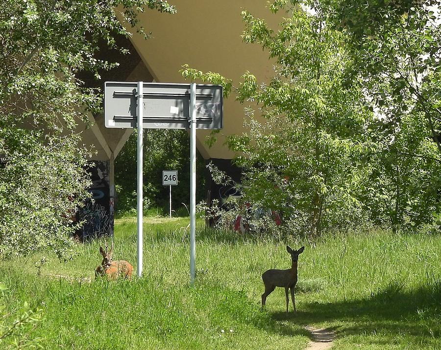 Nagłe spotkanie na Dębinie