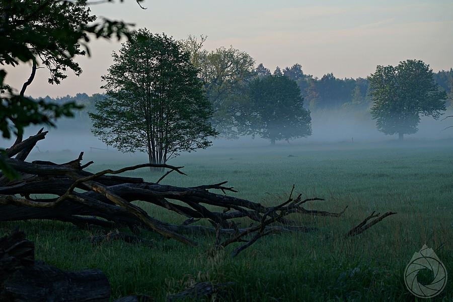 Polana Gostyń