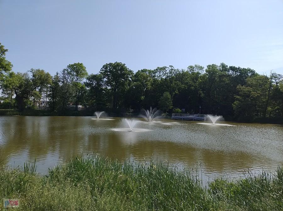 Staw w Ołtarzewie