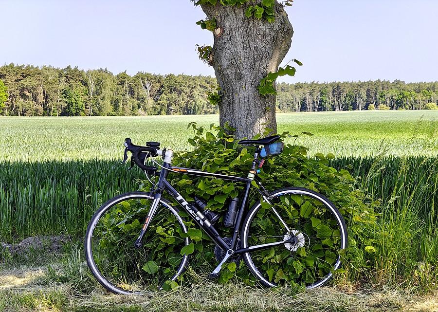 Poddrzewna rowerówka