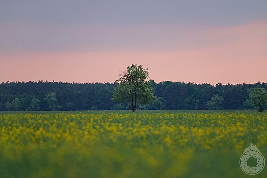 drzewko w rzepakach