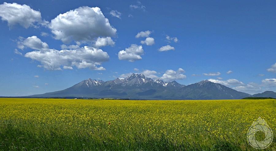 Tatry nad rzepakiem z drogi do Spišskej Beli