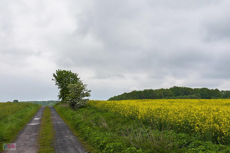 Piekary Śląskie