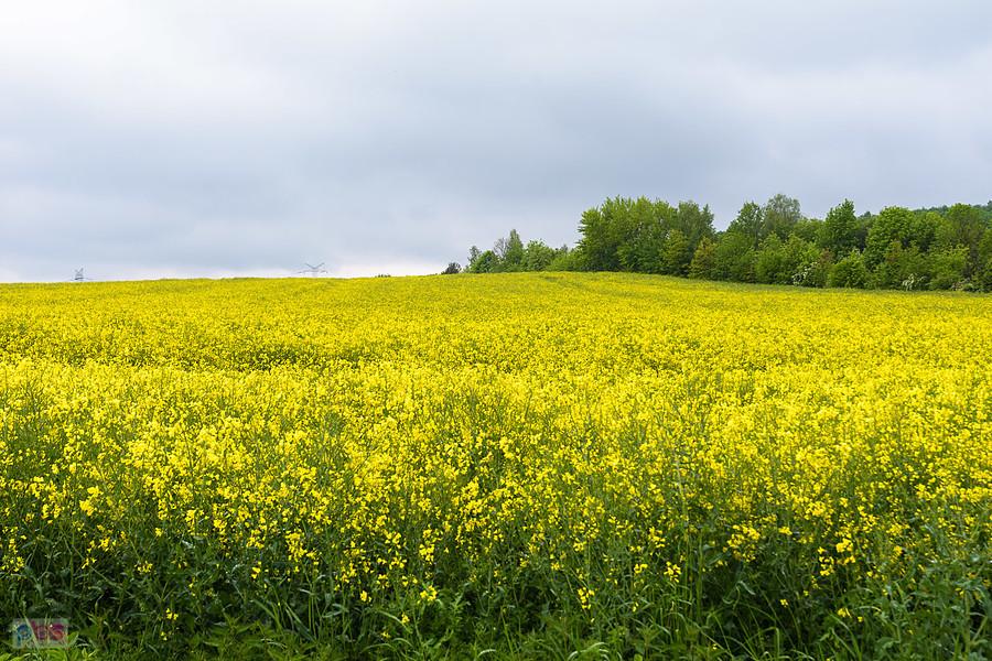 Piekary Śląskie