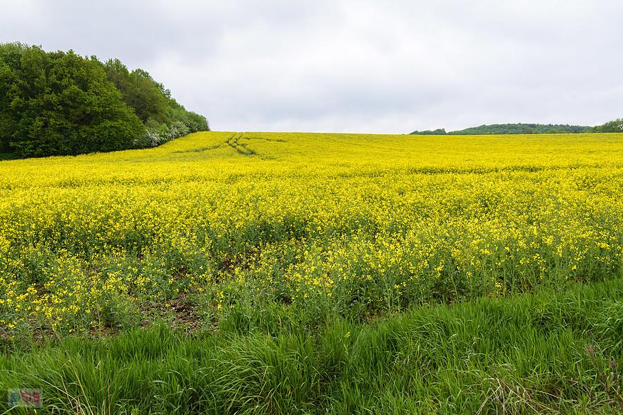 Piekary Śląskie