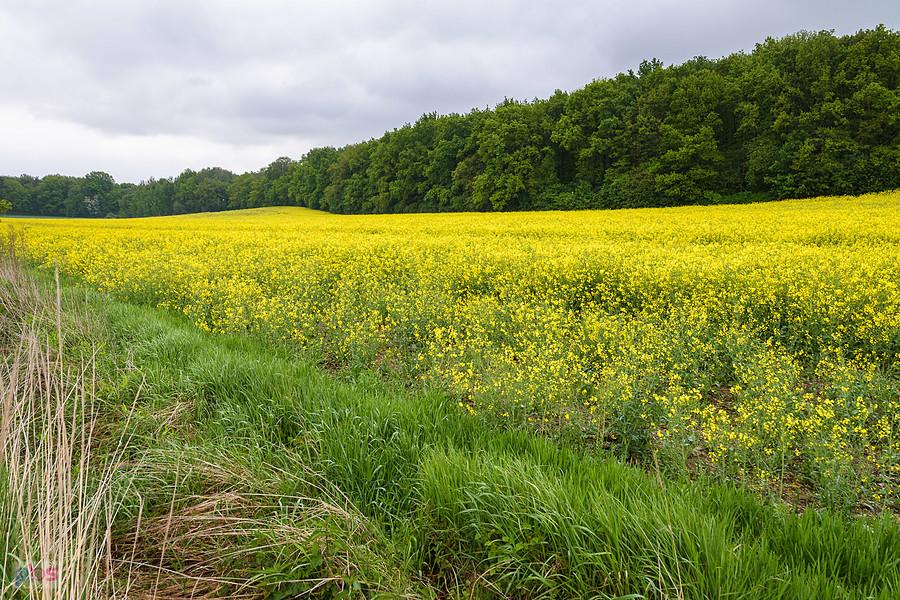 Piekary Śląskie