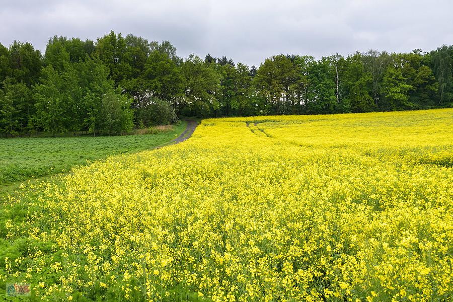 Piekary Śląskie