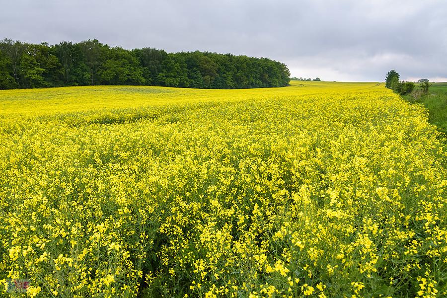 Piekary Śląskie