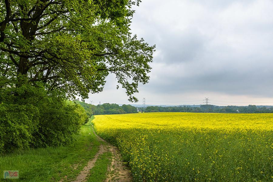 Piekary Śląskie - pod Lasem Lipka