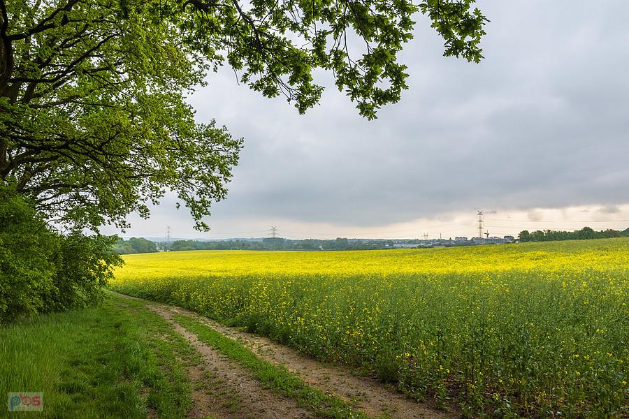 Piekary Śląskie - pod Lasem Lipka