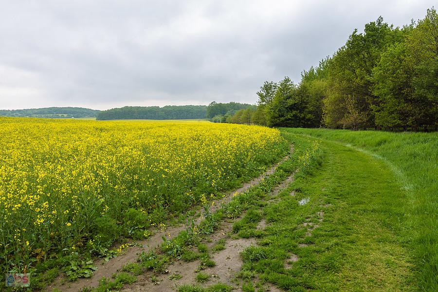 Piekary Śląskie - pod Lasem Lipka