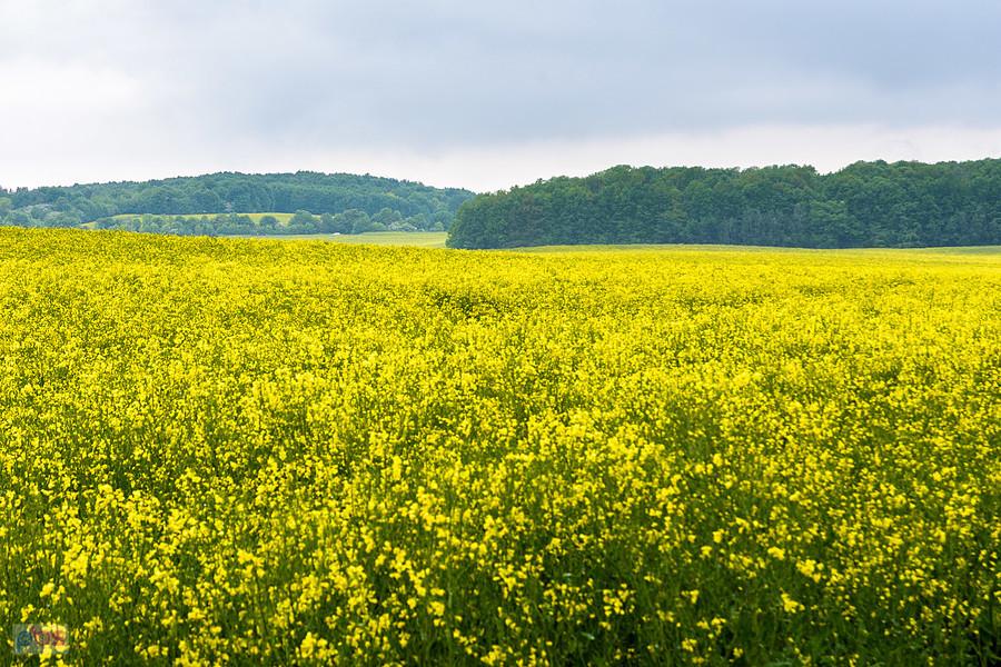 Piekary Śląskie