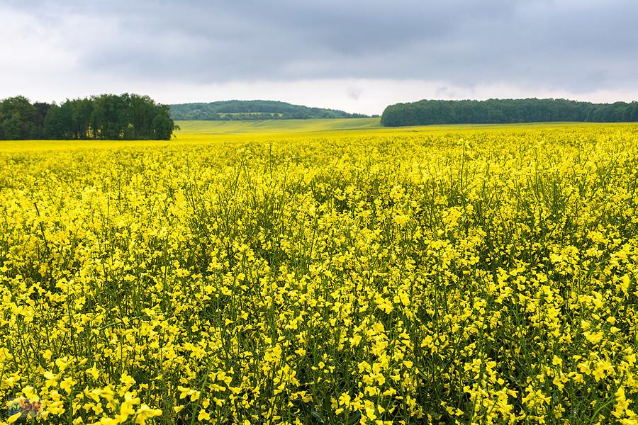 Rzepak aż po horyzont - Piekary Śląskie