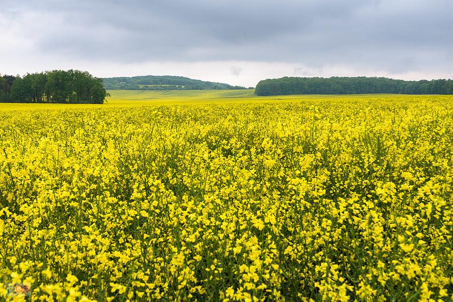 Piekary Śląskie