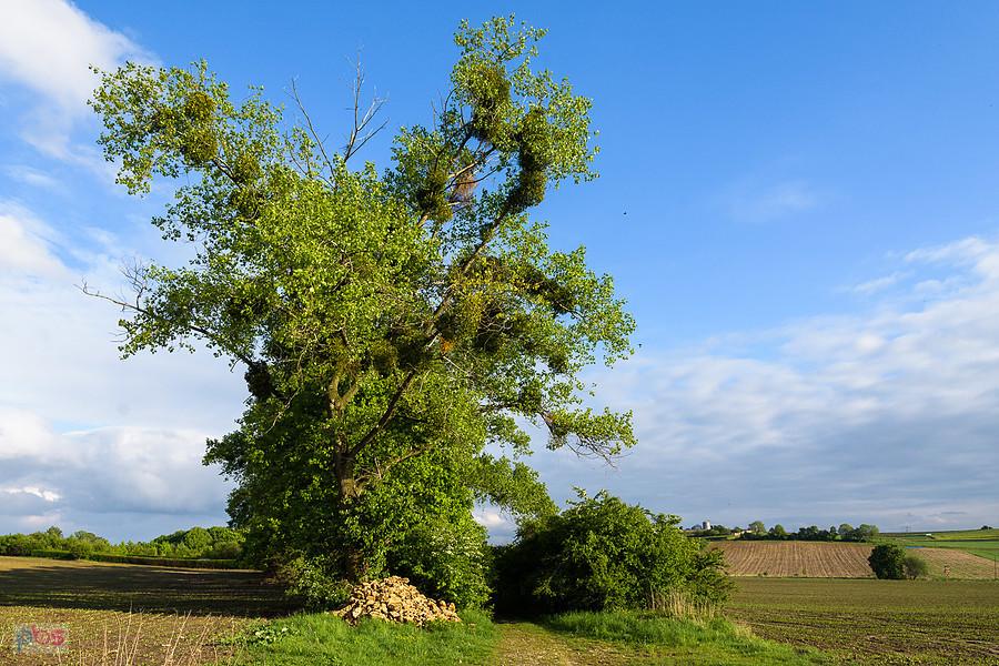 Kozłowa Góra, Piekary Śląskie - spodobało mi się to drzewo