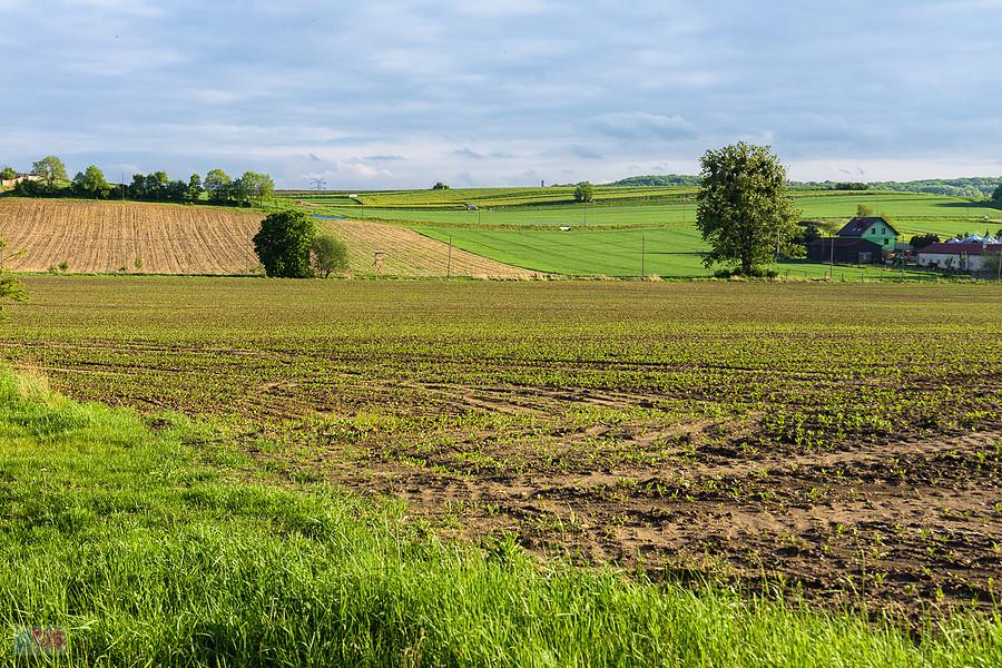 Kozłowa Góra, Piekary Śląski