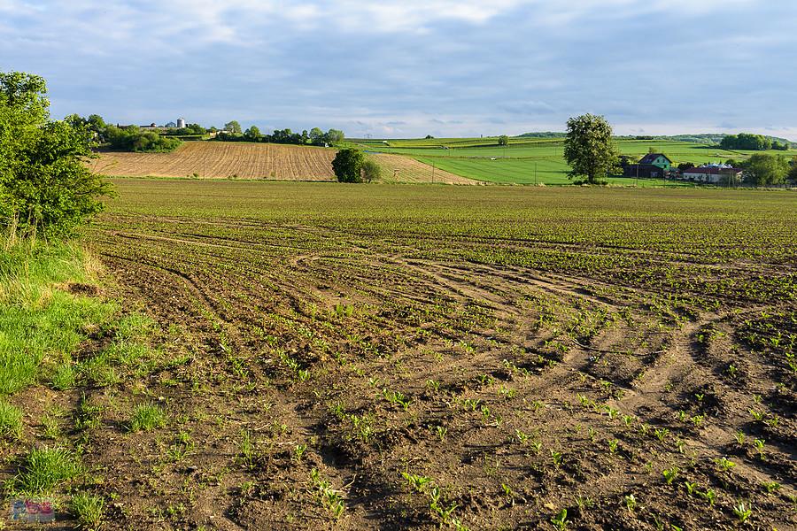 Kozłowa Góra, Piekary Śląski