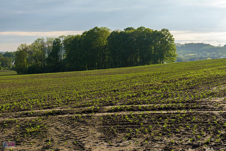 Kozłowa Góra, Piekary Śląski