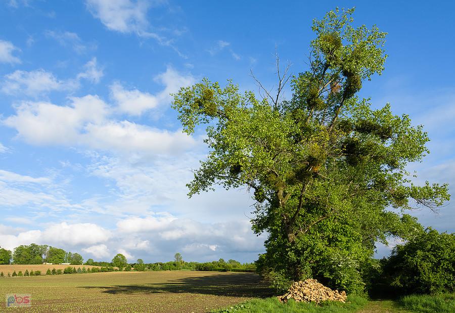 Kozłowa Góra, Piekary Śląski