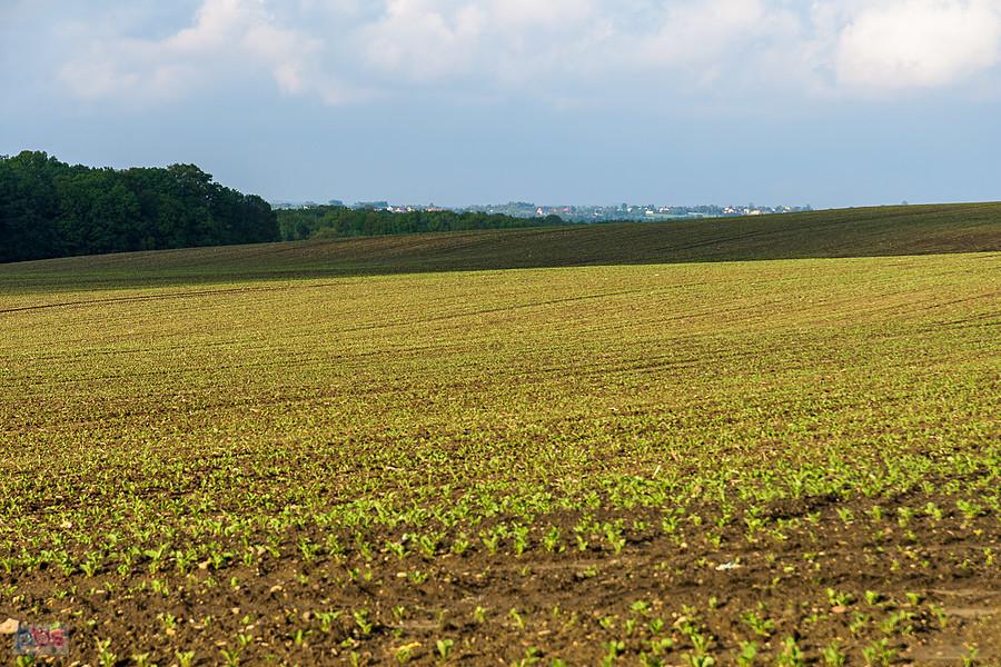 Kozłowa Góra, Piekary Śląski