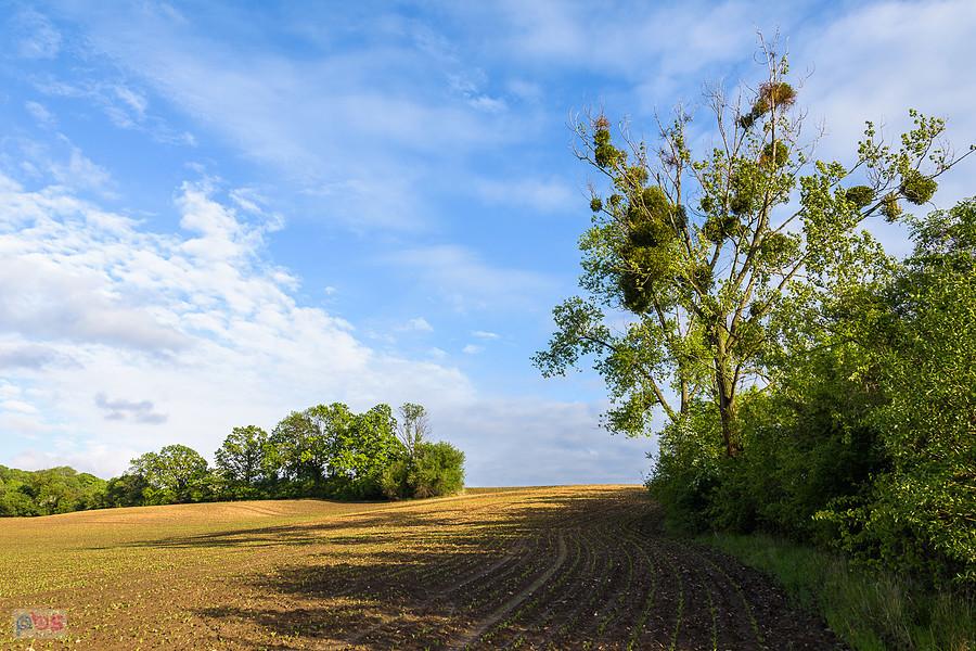 Kozłowa Góra, Piekary Śląski