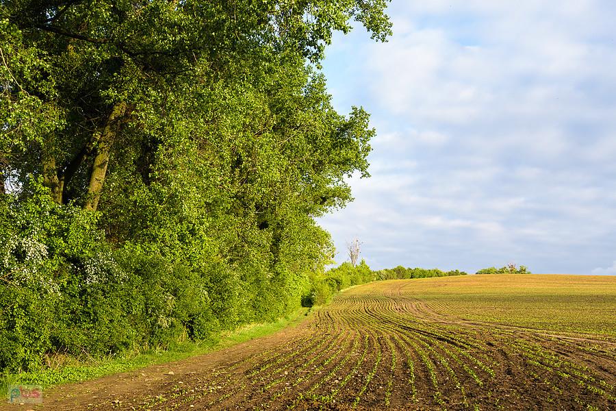 Kozłowa Góra, Piekary Śląski