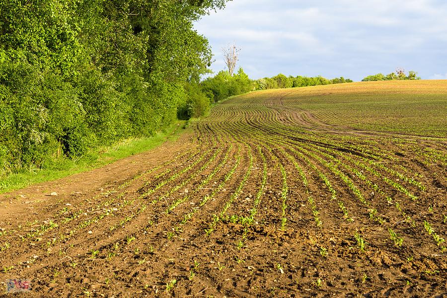 Kozłowa Góra, Piekary Śląski