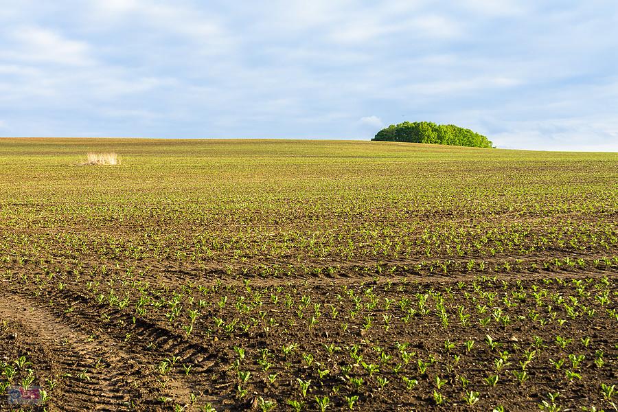 Kozłowa Góra, Piekary Śląski