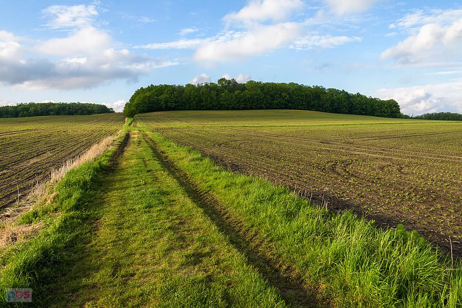 Orzech