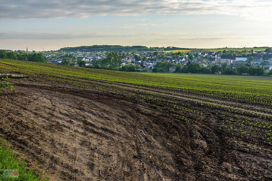 Orzech - objazd polnej drogi... przez pole ze względu na powalone drzewo - w oddali po lewej Radzionków