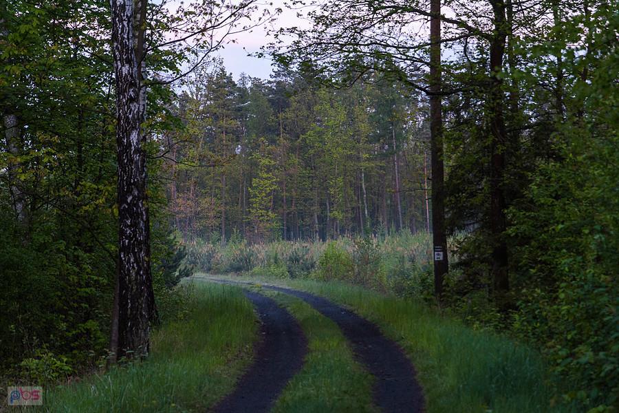 Szlak Leśna Rajza, pojawia się mgła - Ostrożnica, Świerklaniec