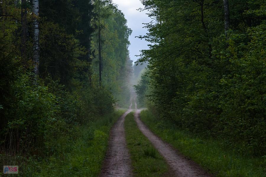 Szlak Leśna Rajza - Miasteczko Śląskie
