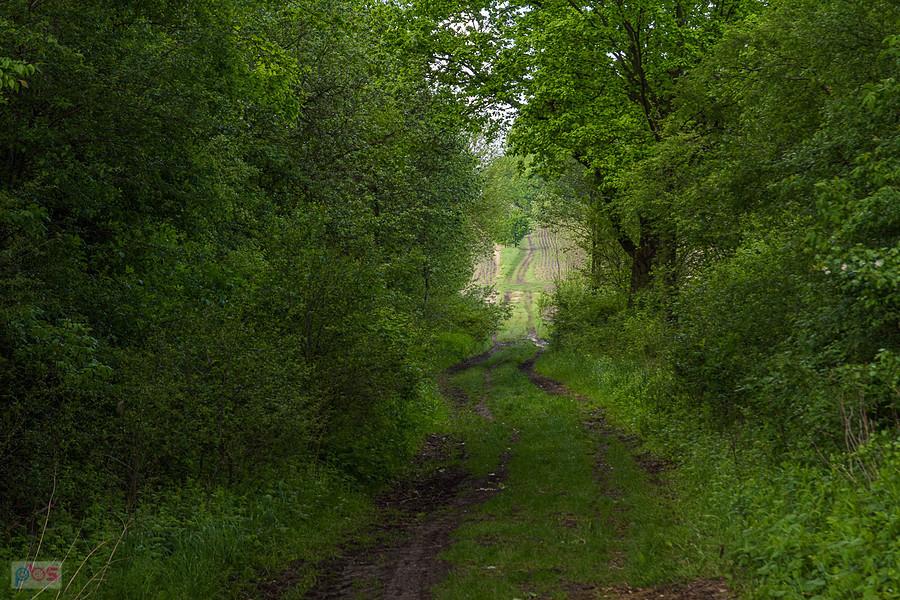 Orzech - zielony tunel z jednego pola na drugie, a pomiędzy jeszcze błotko :)
