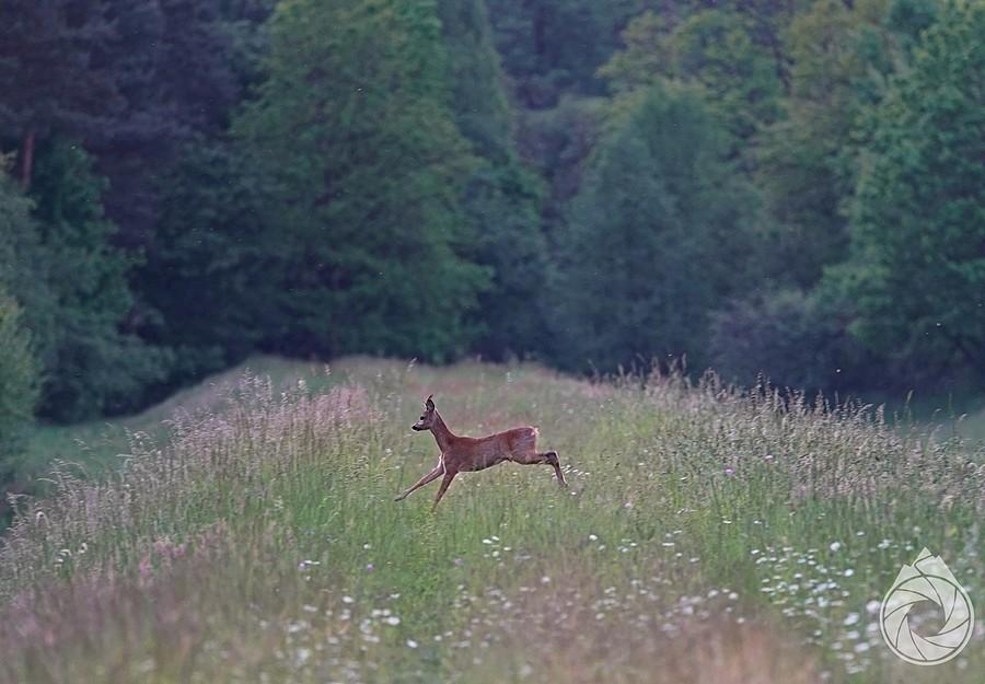 hop przez wał nad Wisłą