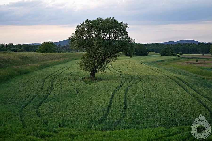 widoczki i pola nad rowerówką nad Wisłą