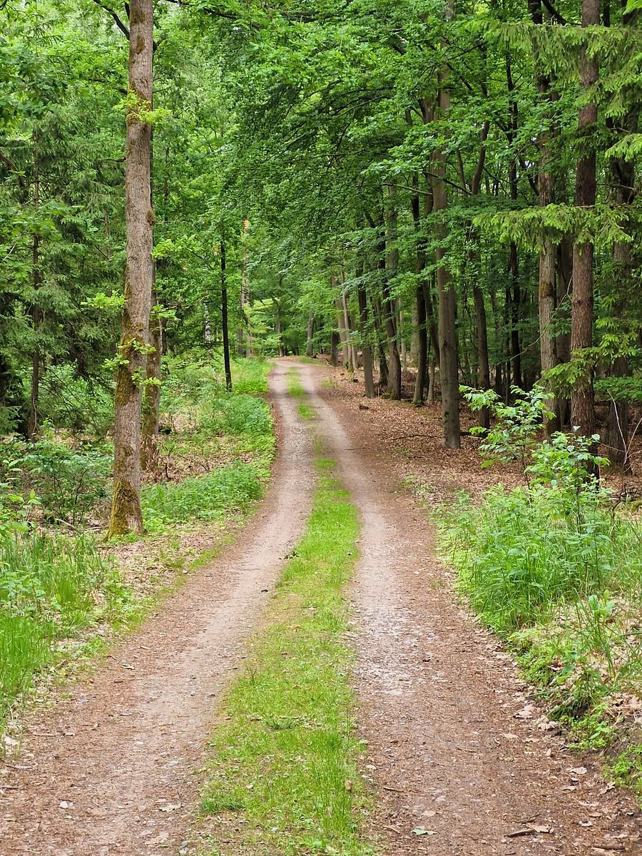 Puszcza Zielonka