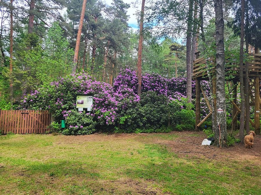 Rododendrony