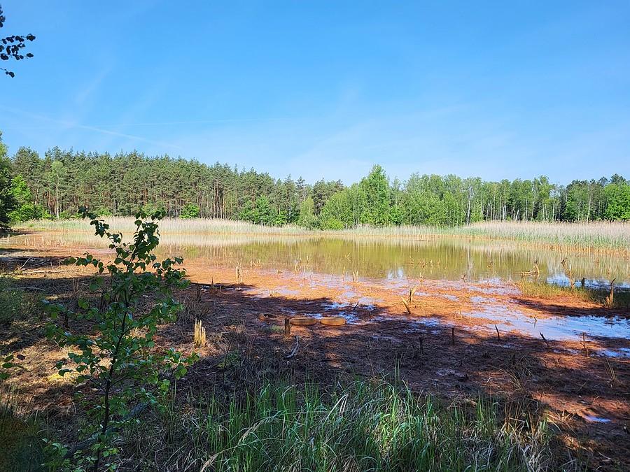 Zawodzie z dziwną roślinnością