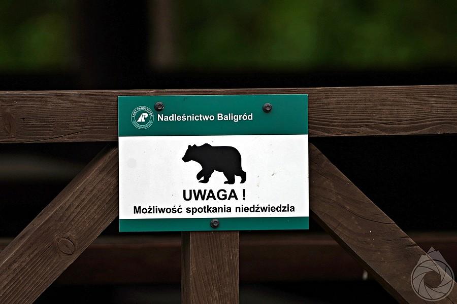 niestety, misiów nie było