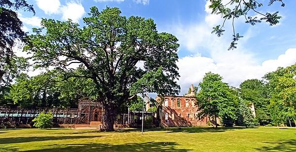 Pomnikowy dąb 
